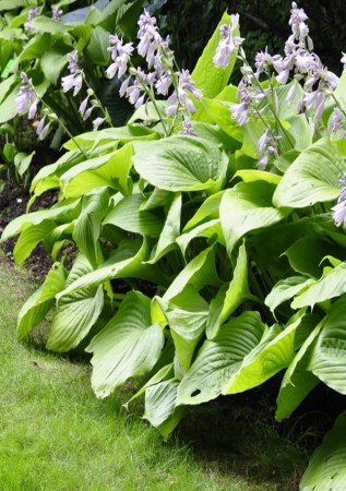 ХОСТА Sum and Substance